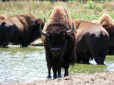 Bisonte americano