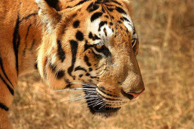 Tigre del Bengala