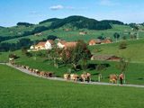 Ingrandisci